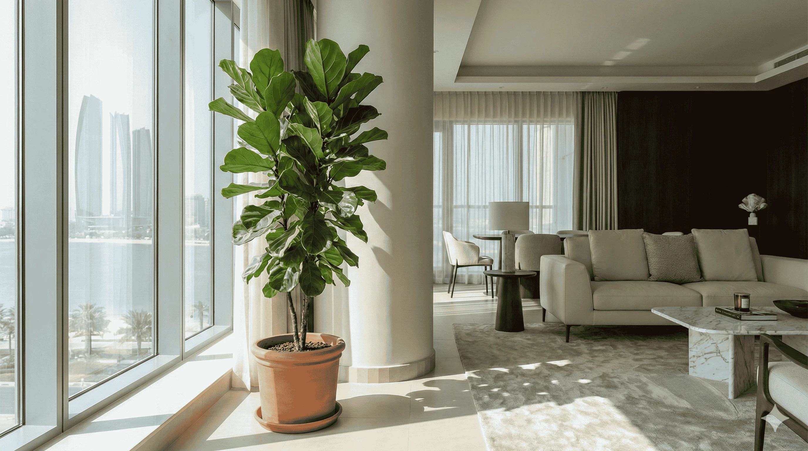 Indoor Money Plant available at Ixora Gardens Abu Dhabi nursery